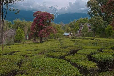beautiful tea plantations