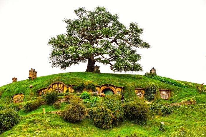 a big tree above hobbiton home