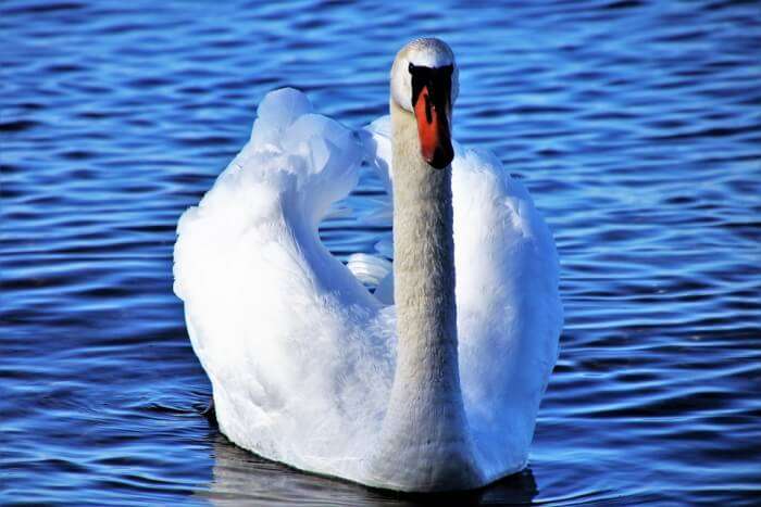 Swan on a lake in Switzerland