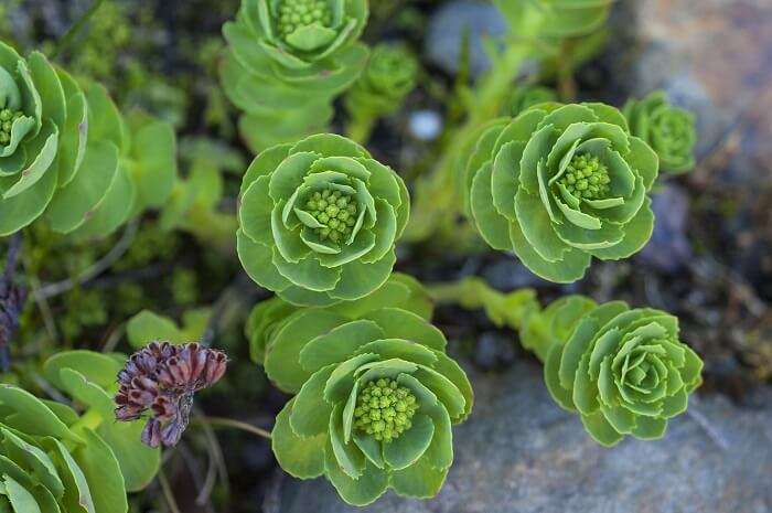 visit The Tromsø Arctic-Alpine Botanic Garden norway