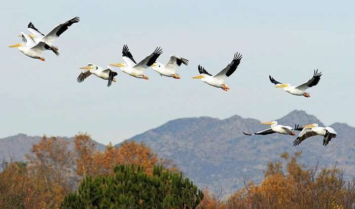 Chari-Dhand Wetland Conservation Reserve