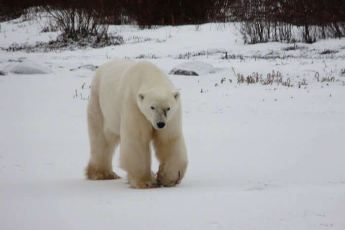 Canada Polar Bear Bear Arctic Churchill Wildlife