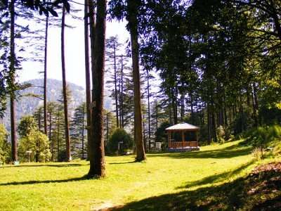 A majestic view of forest in Dhanaulti, one of the best places to visit in Uttarakhand in summer
