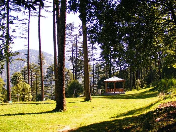 A majestic view of forest in Dhanaulti, one of the best places to visit in Uttarakhand in summer