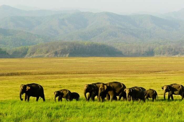 Manas National Park blog image