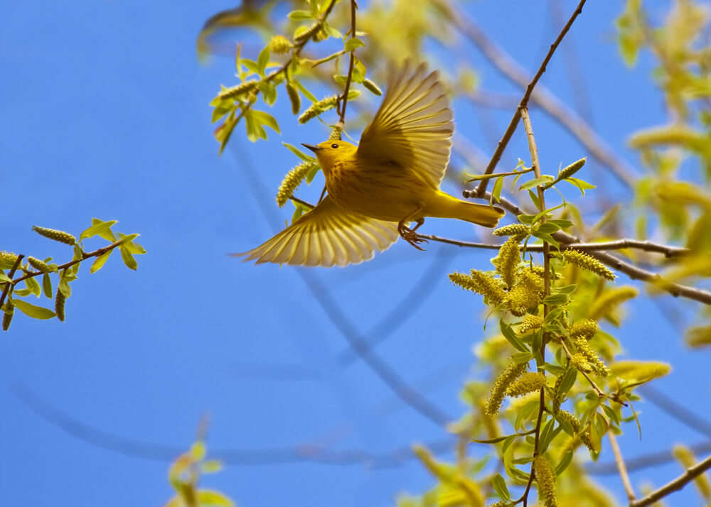 a yellow bird in Point Pelee National Park