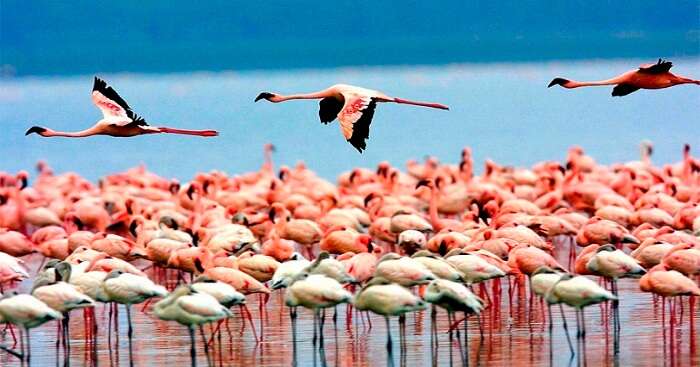 Flamingos playing near Thane in Mumbai