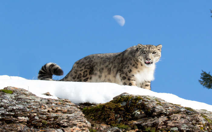 Snow leopard in Spiti