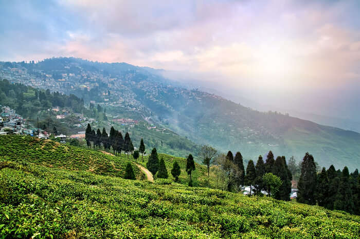 Tea estate in Assam
