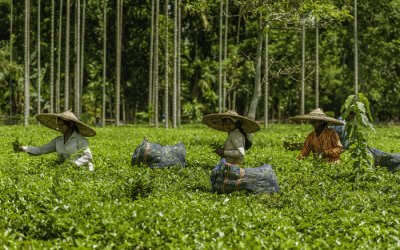 15 Best Tea Estates In Assam That Are A Must-Visit For All