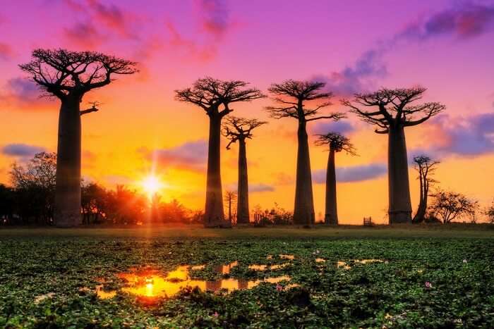 Madagascar: an island nation unlike anywhere else