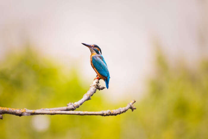 Mrugavani National Park