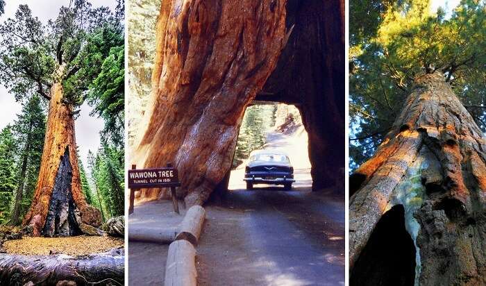 Mariposa Grove at Yosemite National Park