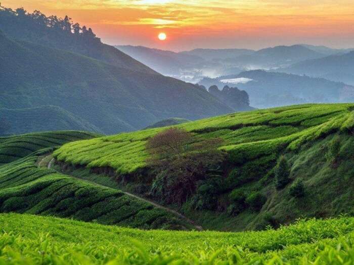 Which is the best month to visit Cameron Highlands?