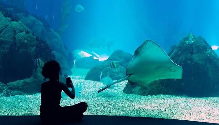 The Lisbon Oceanarium is one of the top places to visit in Portugal