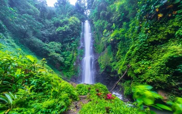a tall waterfall in the middle of a thick forest