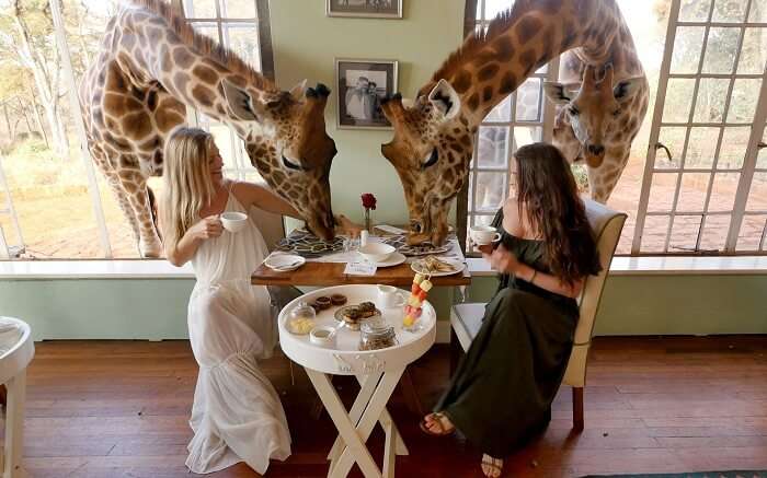 Giraffe Manor Kenya: For The Joy Of Living Among Rothschild's Giraffe