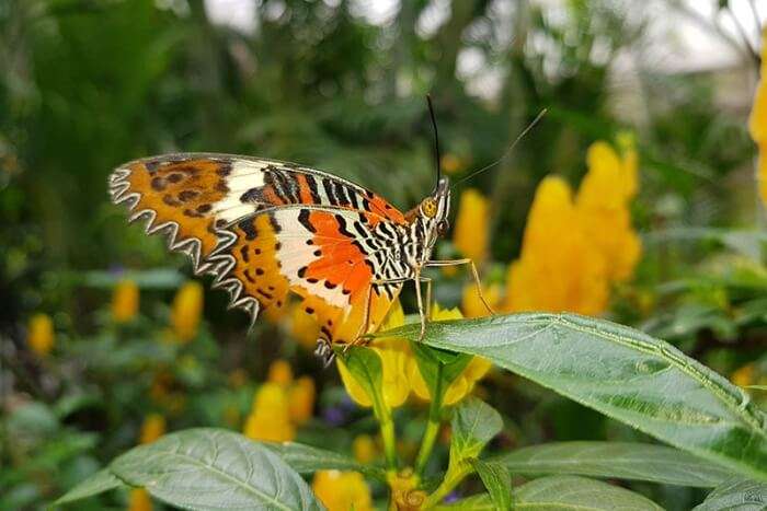 Butterfly Farm
