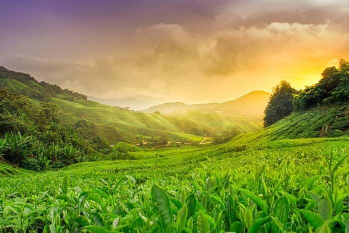 cameron highlands sunset