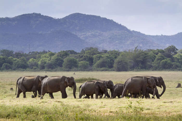 paradise for elephants