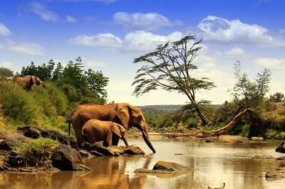 kenya national park elephants cover