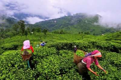 munnar women plucking tea leaves