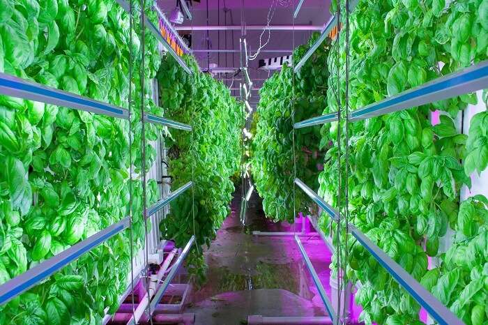 World’s largest vertical farm in Dubai