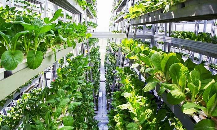 World’s largest vertical farm Dubai