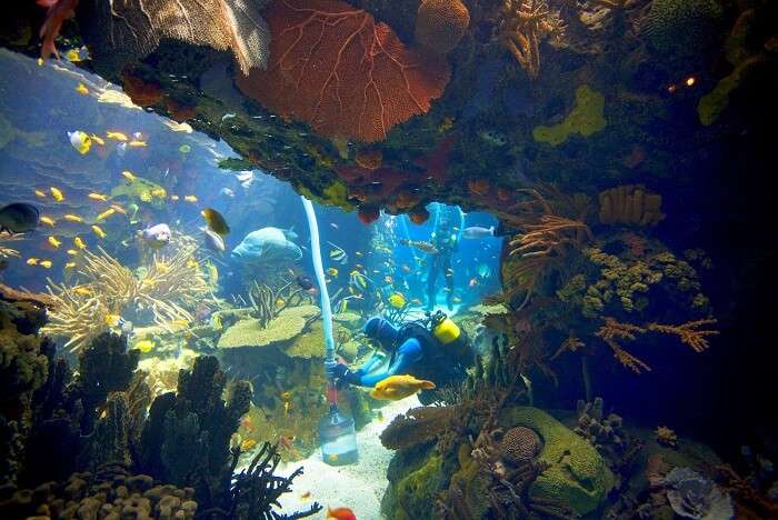 Meet colourful sea creatures at the Oceanário de Lisboa portugal