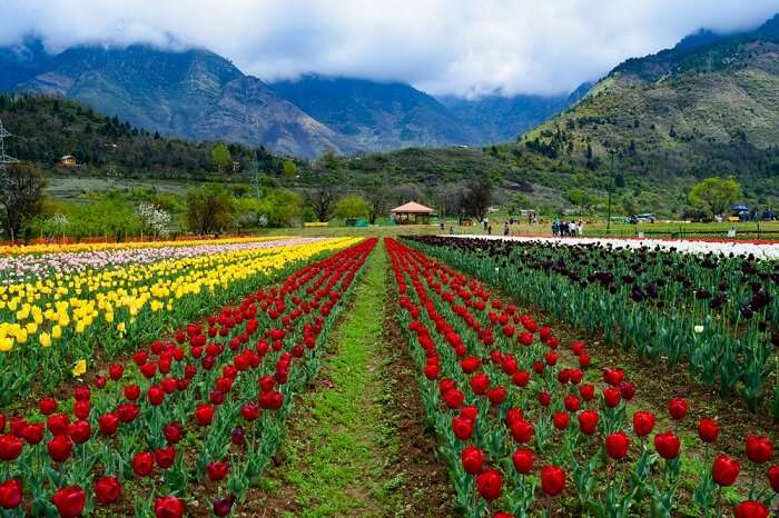 Colourful Paradise No Should Ever Miss in Srinagar which is one of the best places to visit in Kashmir