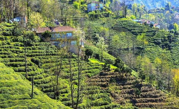 Resorts in Kausani