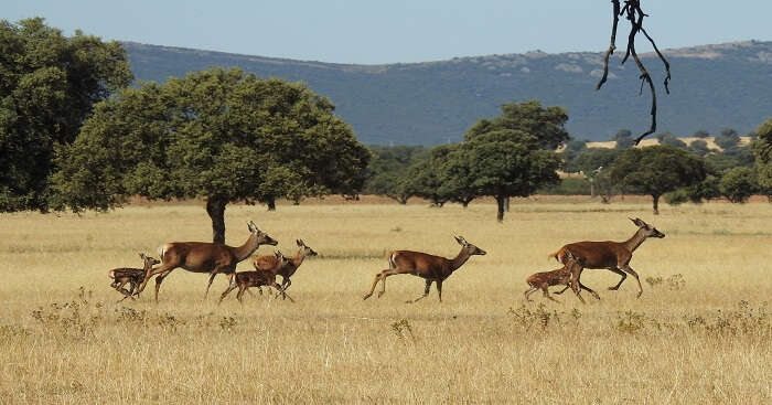 Cabaneros National Park