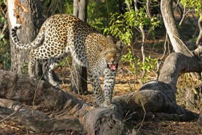 A leopard in a forest reserve
