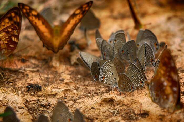 Kaeng Krachan National Park