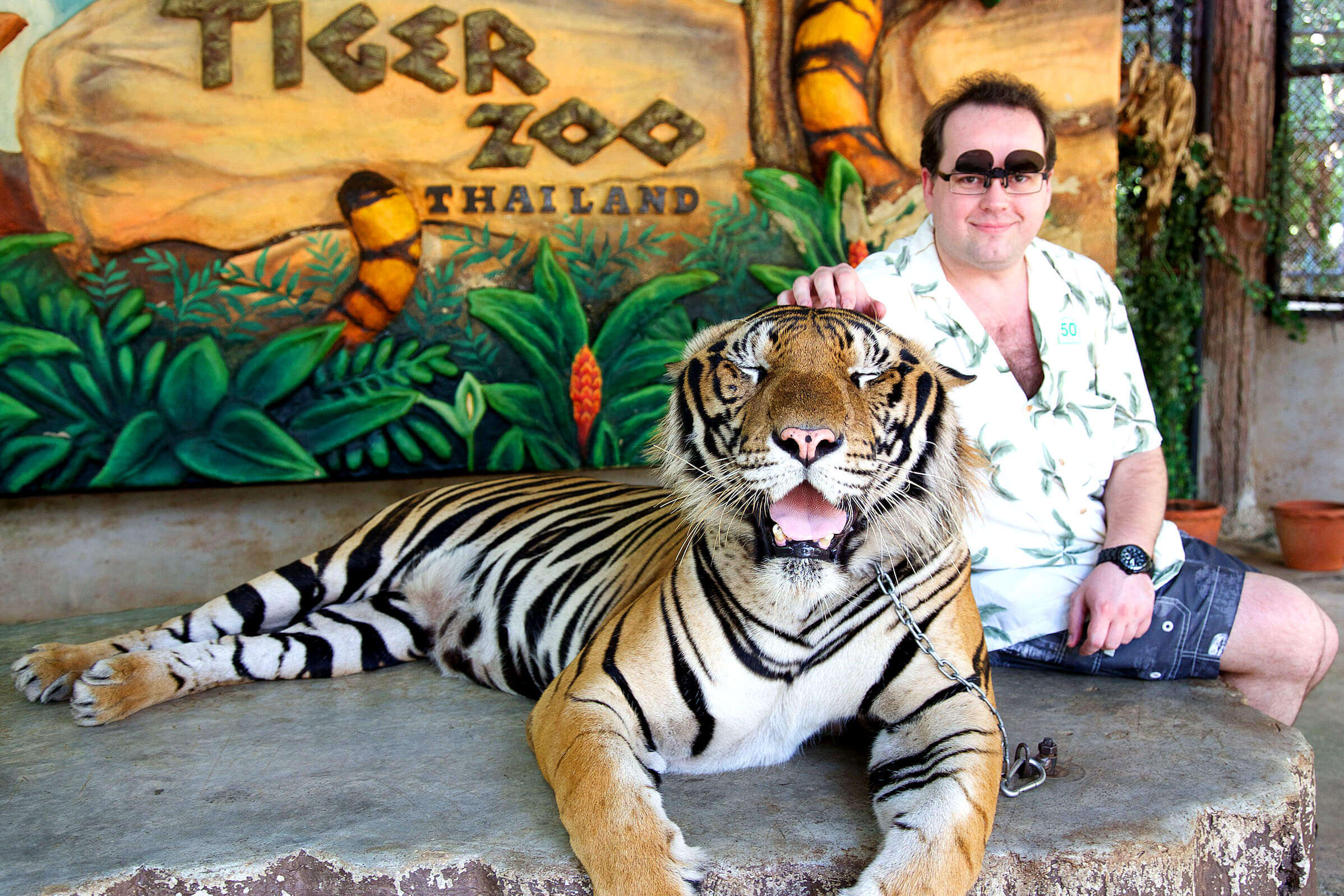 Tourists can see the tiger