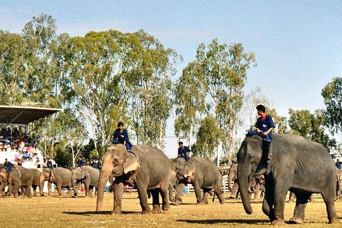 Witness the Surin Elephant Round-up