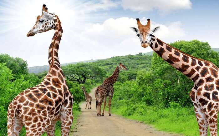 Giraffes walking in jungle in South Africa