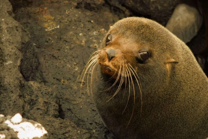 baby sea lion galapagos
