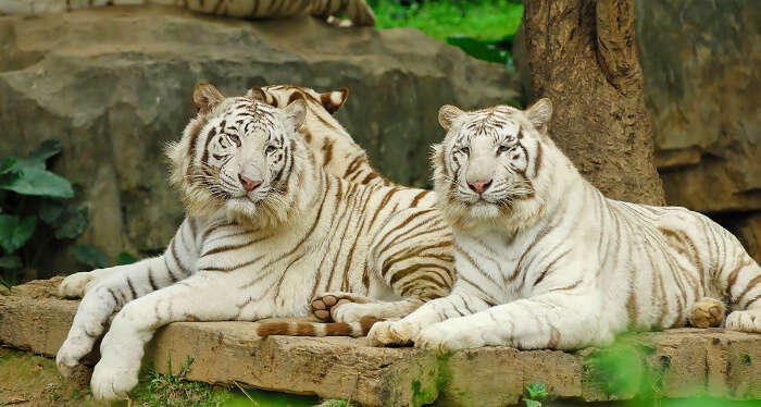 the best zoos of Asia are in Thailand