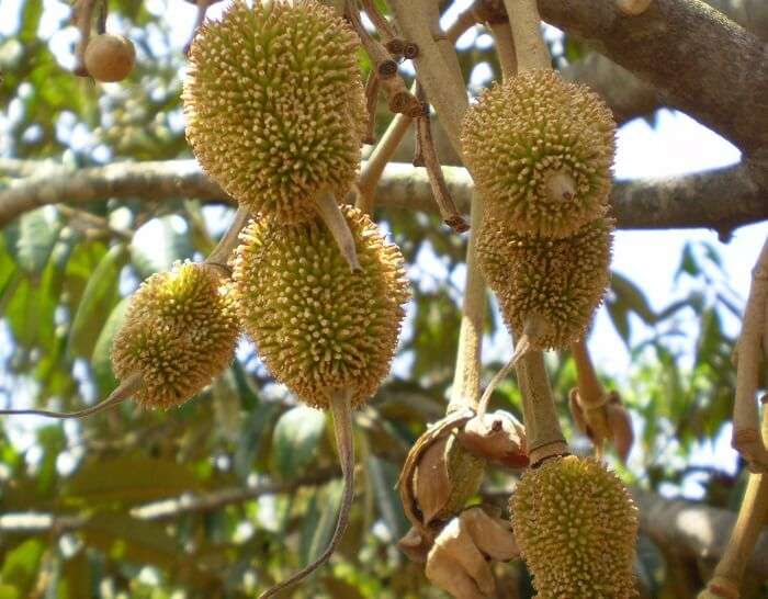 Durian fruit tree