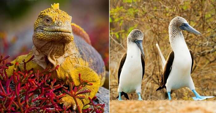 The Galápagos National Park For Its Exciting Wildlife