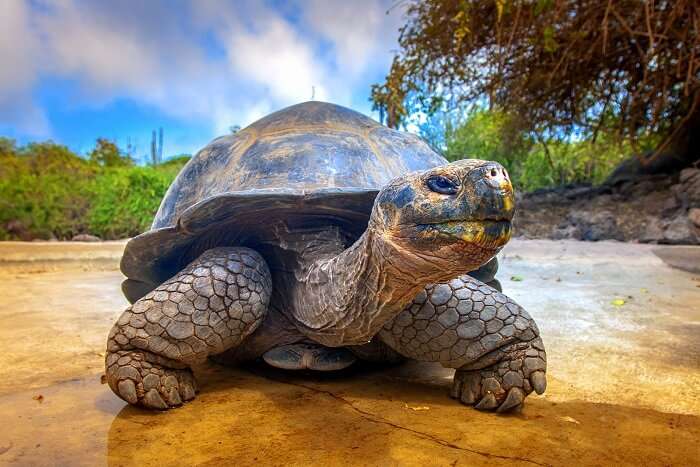 galapagos islands giant tortoise