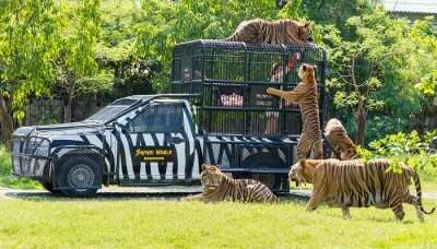 Tigers in Safari Park