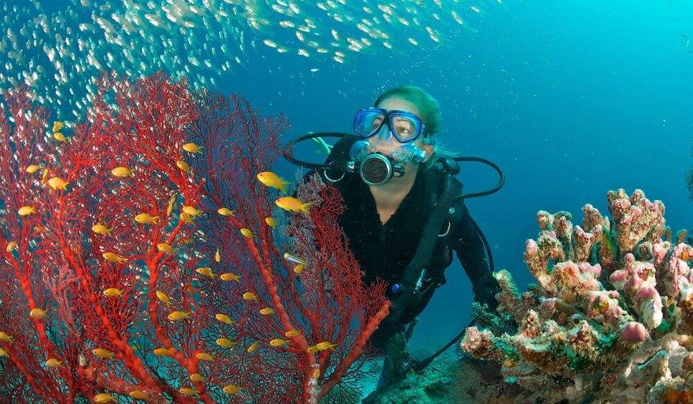 Scuba Diving In Seychelles: 9 Spots For Your Trip!(Updated ...