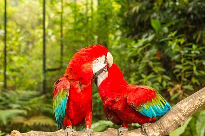 parrots in jurong bird park