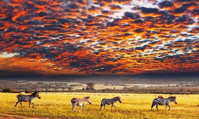 Serengeti National Park A Detailed Guide For All Travelers   Shutterstock 90117172 