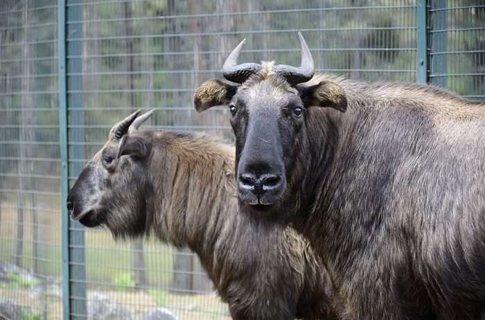 top Thimphu tourist attractions