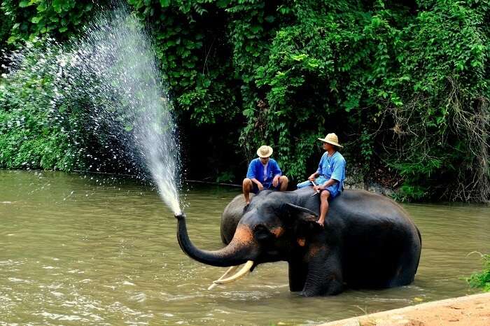 Thailand Elephant Stay 
