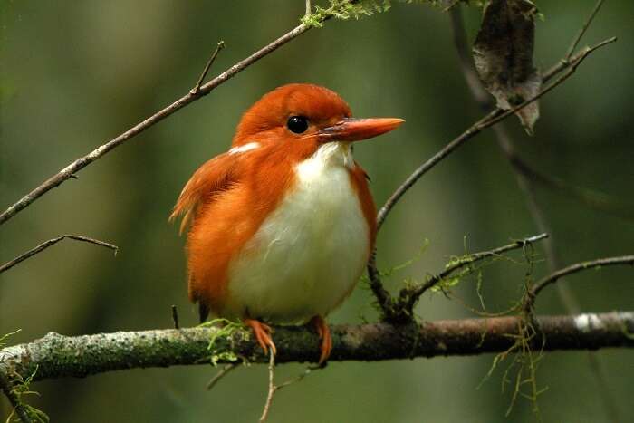 Andasibe and Mantadia National Park