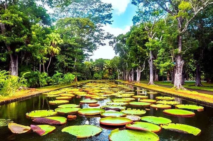 Sir Seewoosagur Ramgoolam Botanical Garden: A Must See